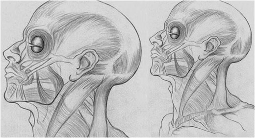 Drawings - Facial Muscles