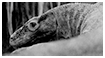 Black & White Photography - Komodo