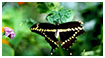 Color Photography - Butterfly