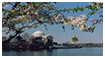 Color Photography - Temple of Democracy Amidst Cherry Blossoms