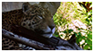 Color Photography - Leopard