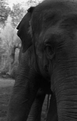 Black & White Photography - Ganesha