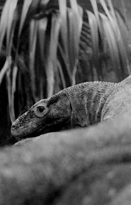 Black & White Photography - Komodo