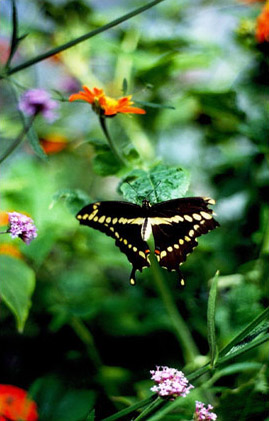 Color Photography - Butterfly