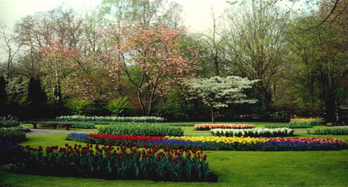 Color Photography - Dutch Tulip Festival