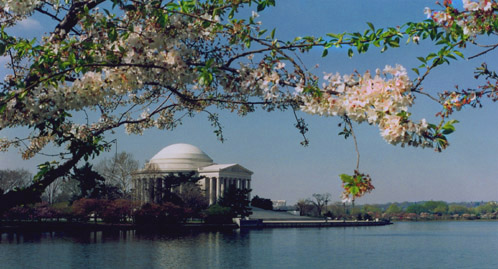 Color Photography - Temple of Democracy Amidst Cherry Blossoms