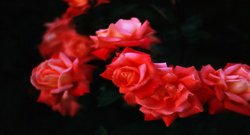 Color Photography - Roses