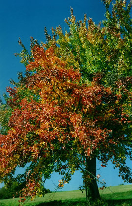 Color Photography - Village Tree